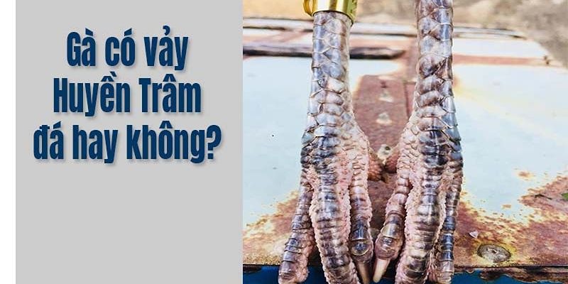 Tìm hiểu về các loại vảy gà huyền trâm hiện nay