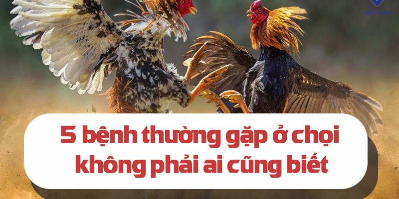 Những căn bệnh gà có thể mắc phải