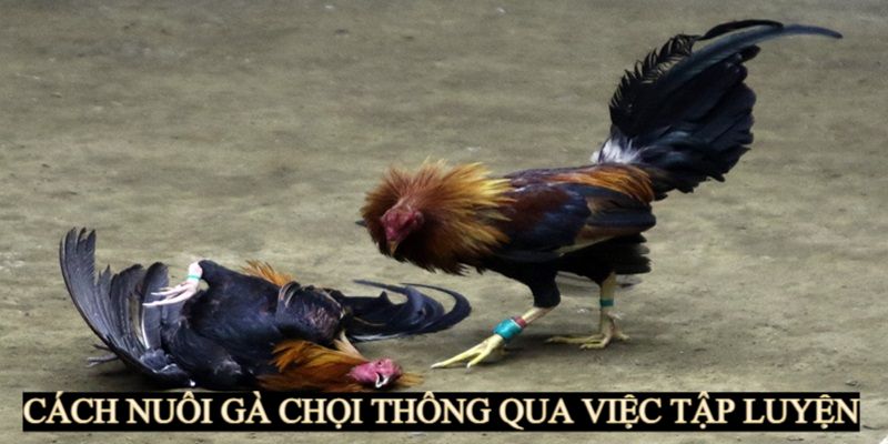 Tập luyện đúng cách để thành gà chiến giỏi